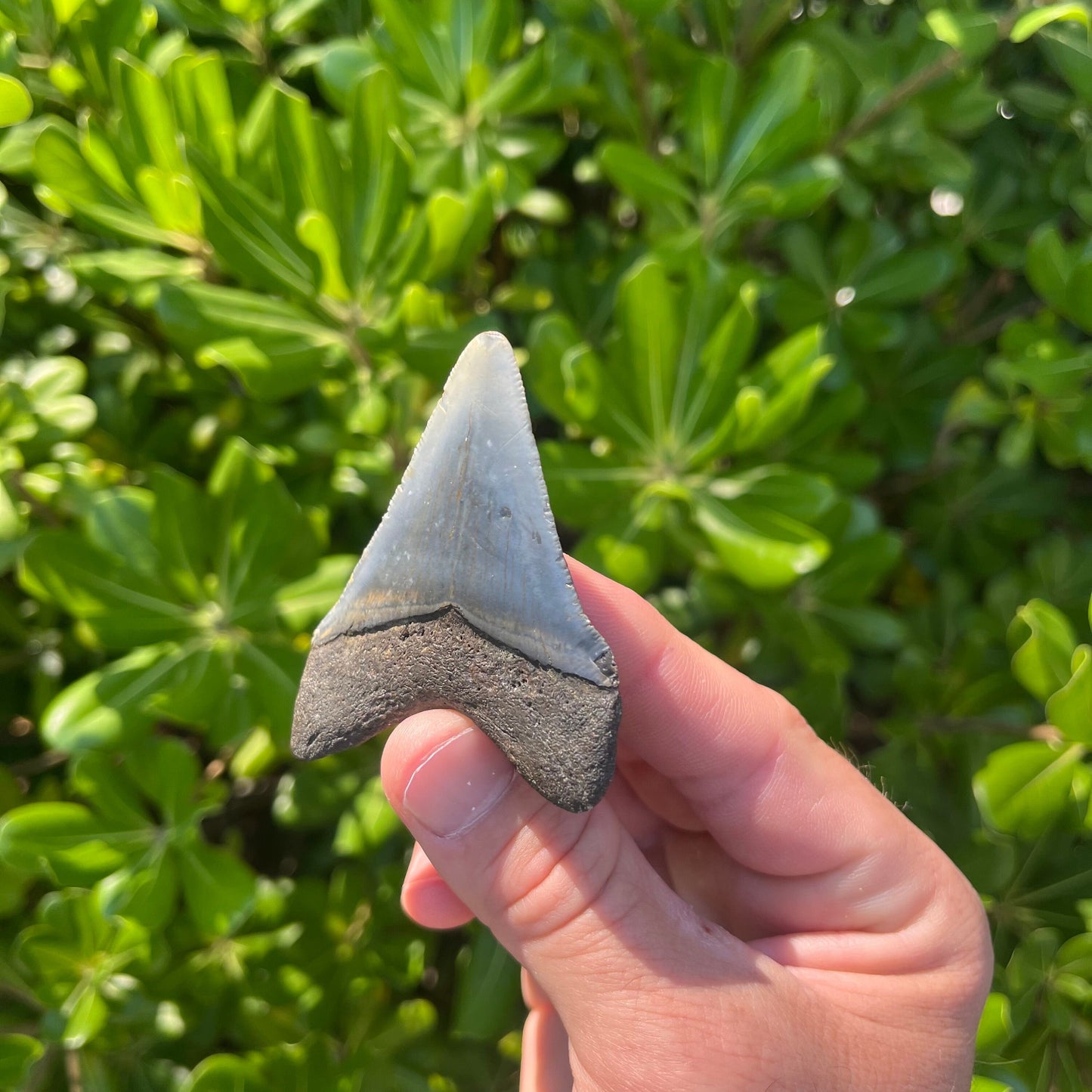 Authentic Megalodon Shark Tooth