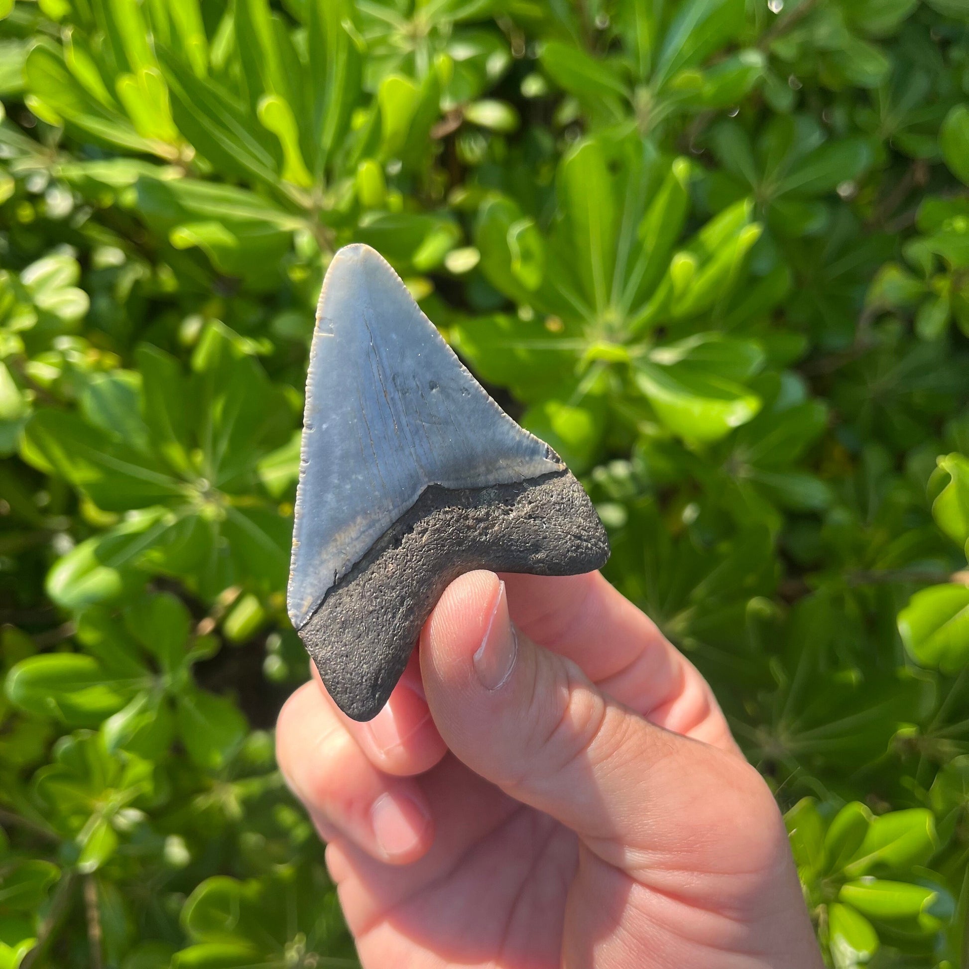 Authentic Megalodon Shark Tooth