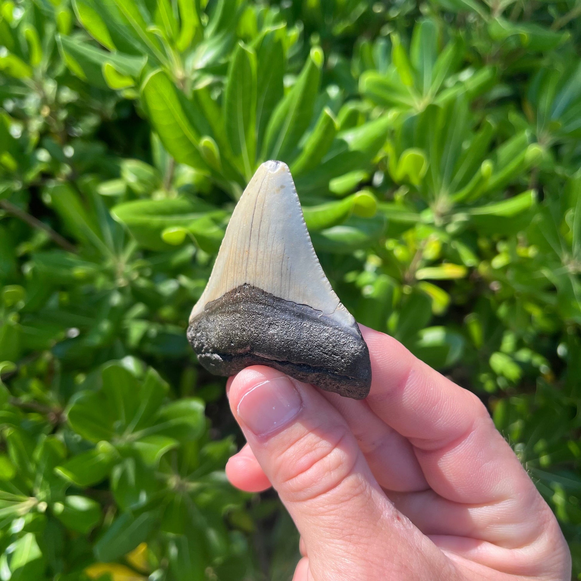 Authentic Megalodon Shark Tooth