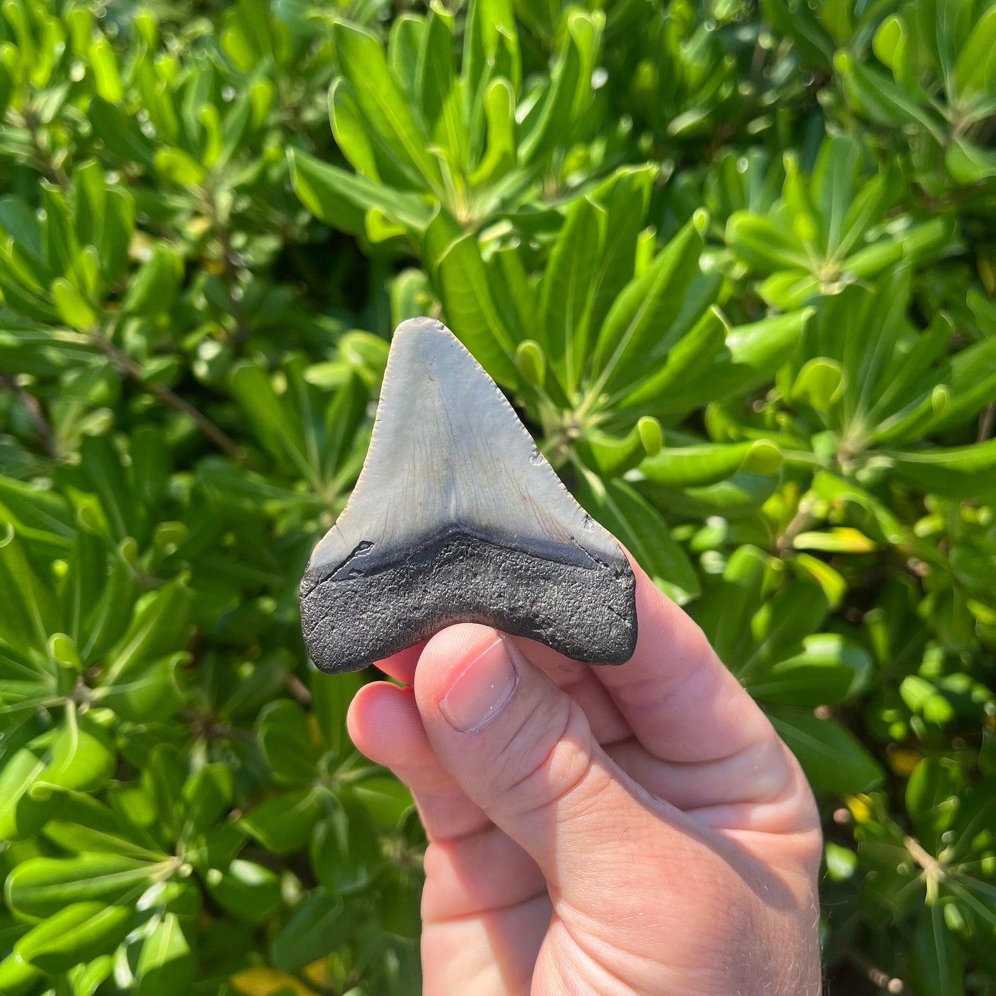 Authentic Megalodon Shark Tooth