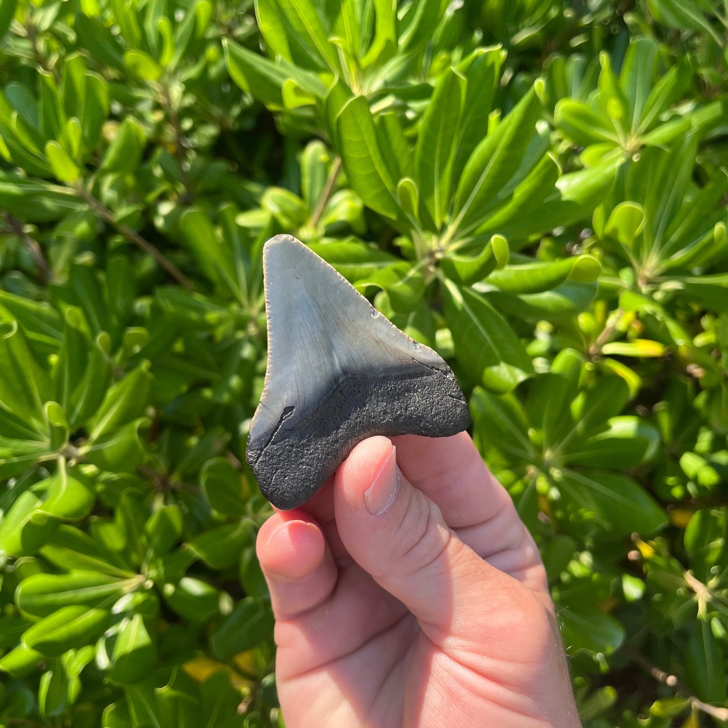 Authentic Megalodon Shark Tooth