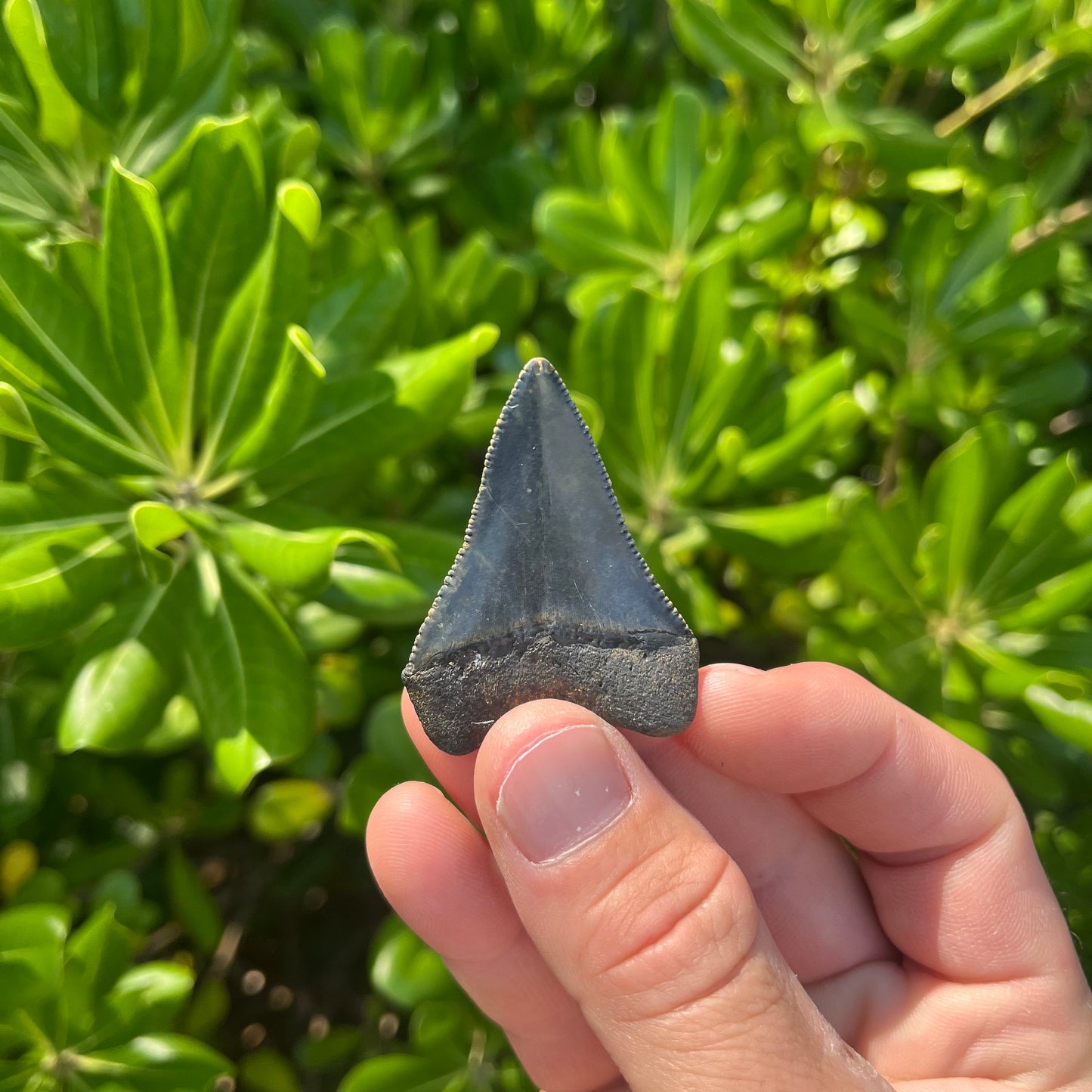 Authentic Great White Shark Tooth!