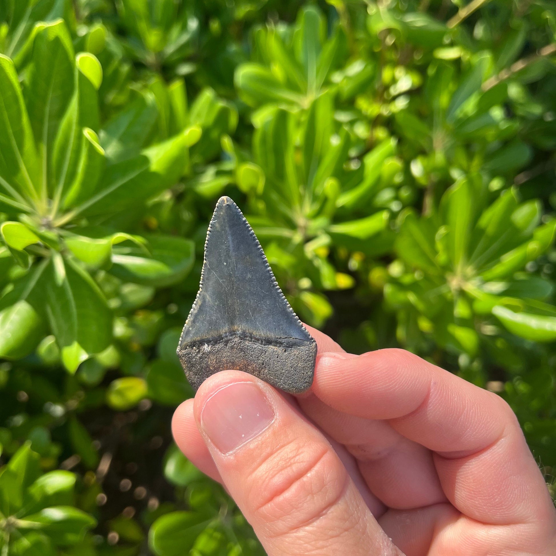 Authentic Great White Shark Tooth!