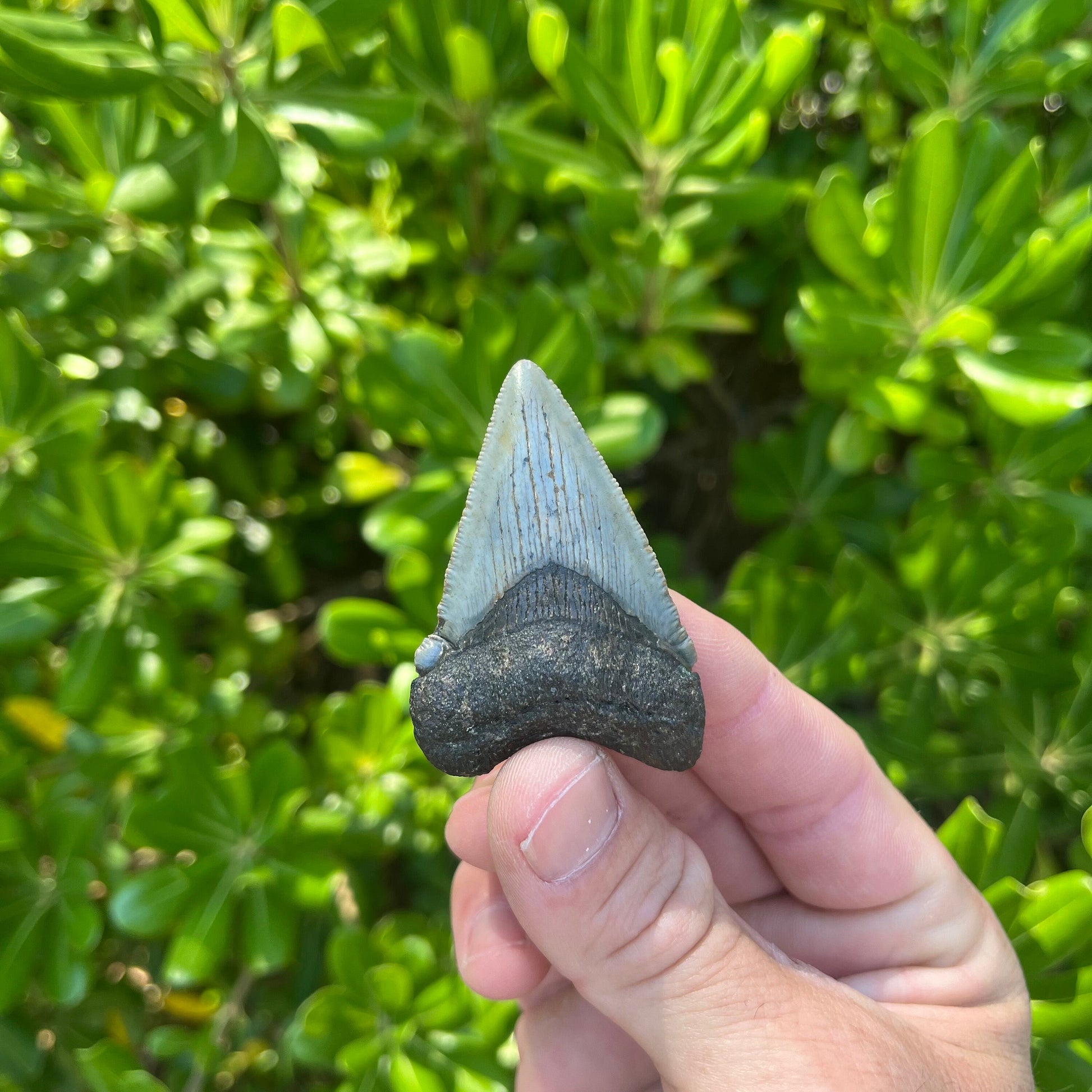 Authentic Chubutensis Shark Tooth | 2.29” x 1.52” NC Fossil