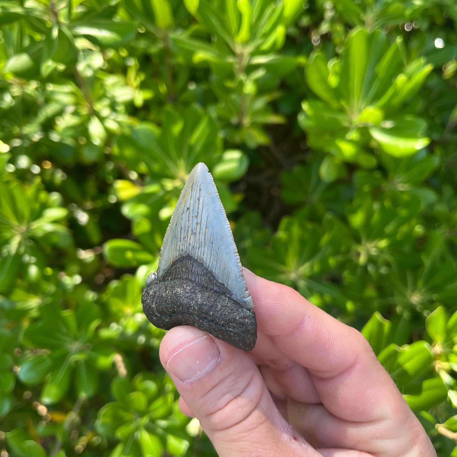 Authentic Chubutensis Shark Tooth | 2.29” x 1.52” NC Fossil