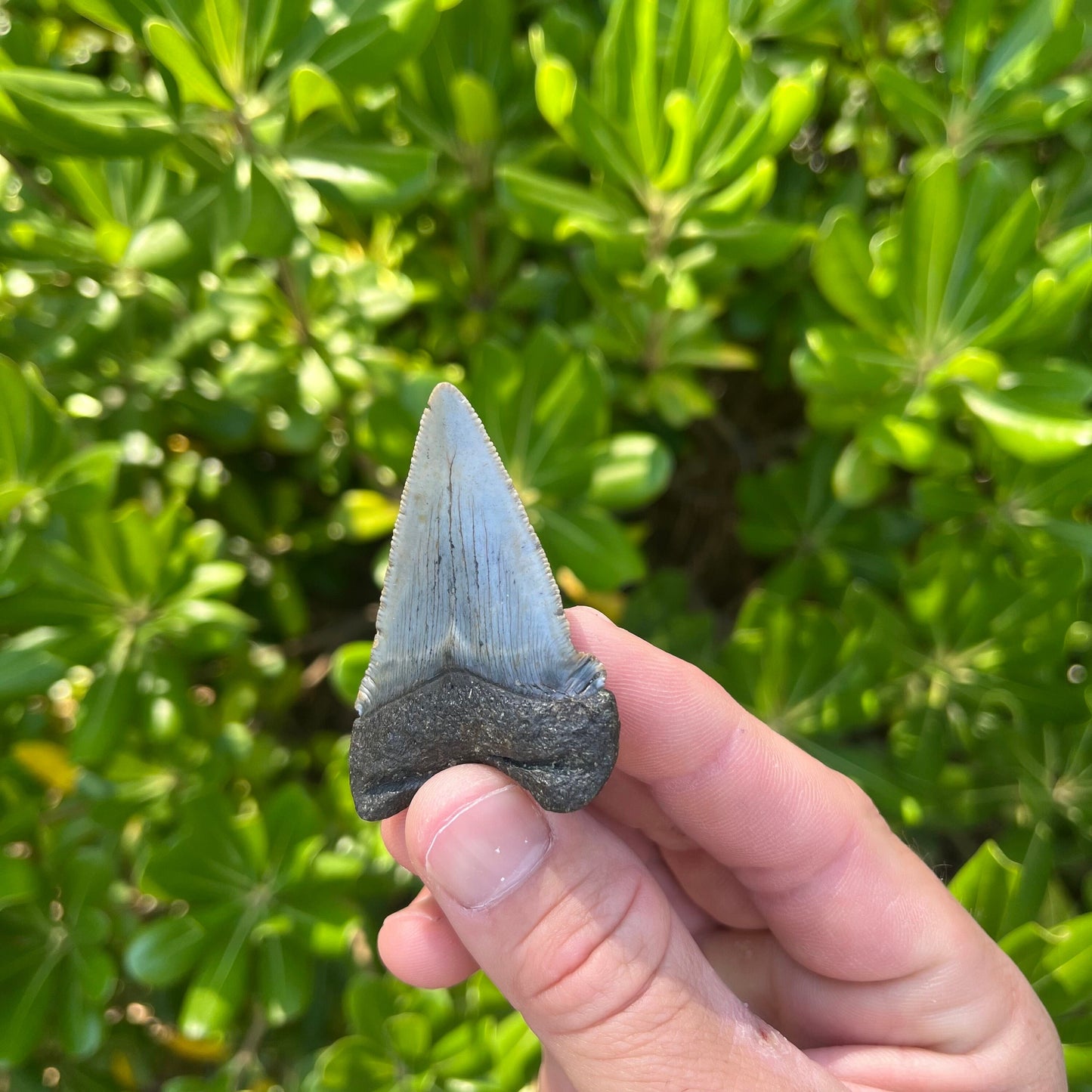 Authentic Chubutensis Shark Tooth | 2.29” x 1.52” NC Fossil