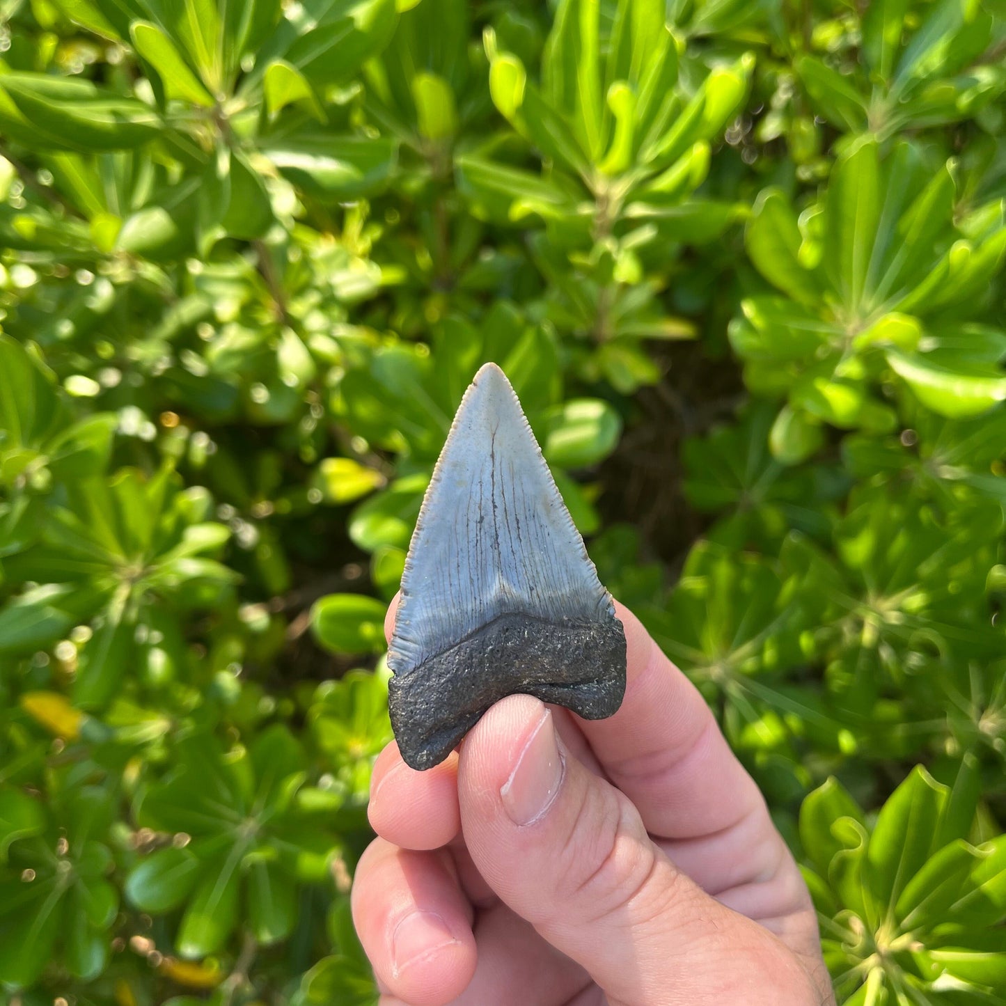 Authentic Chubutensis Shark Tooth | 2.29” x 1.52” NC Fossil