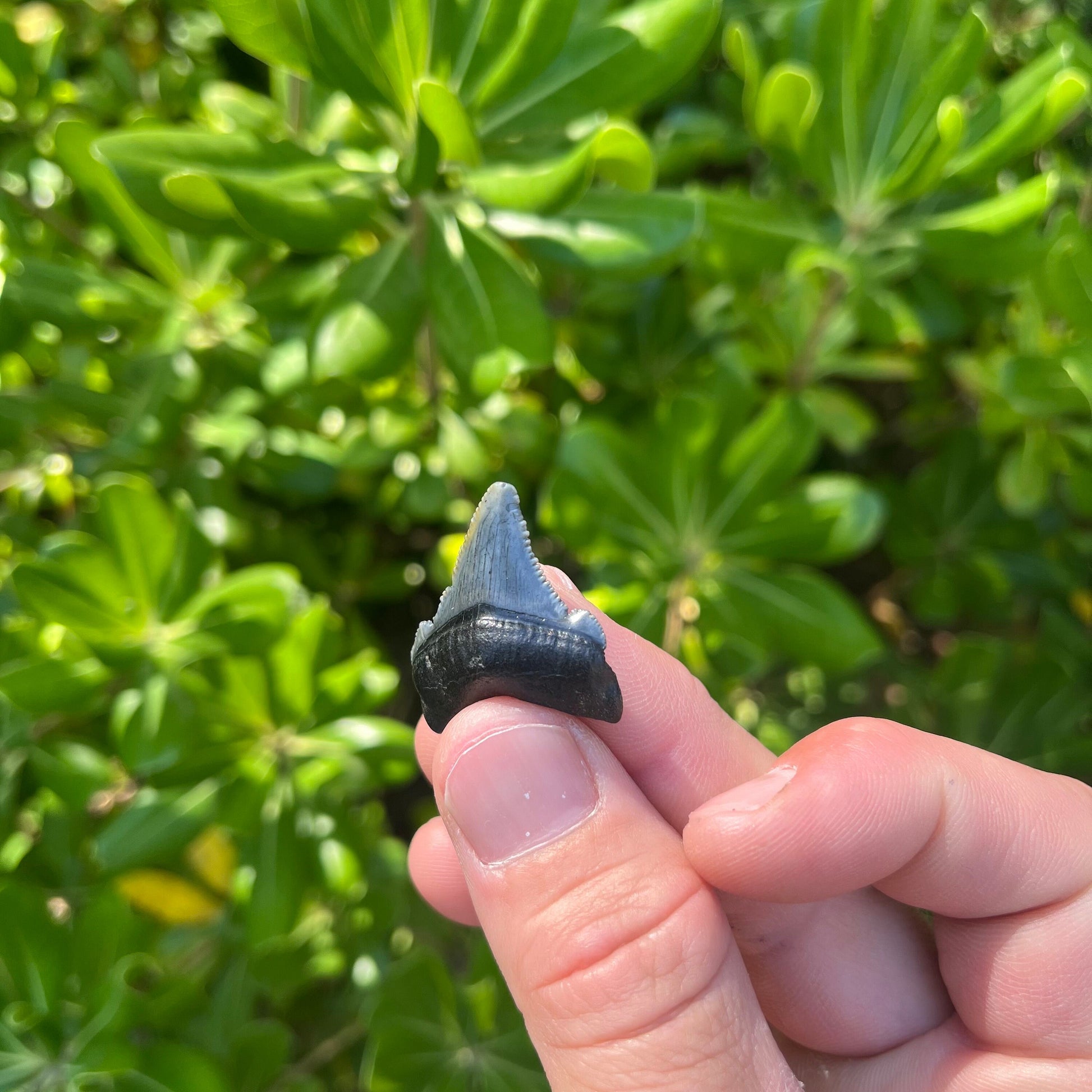 Authentic Chubutensis Shark Tooth | 1.29” x 1.03” NC Fossil