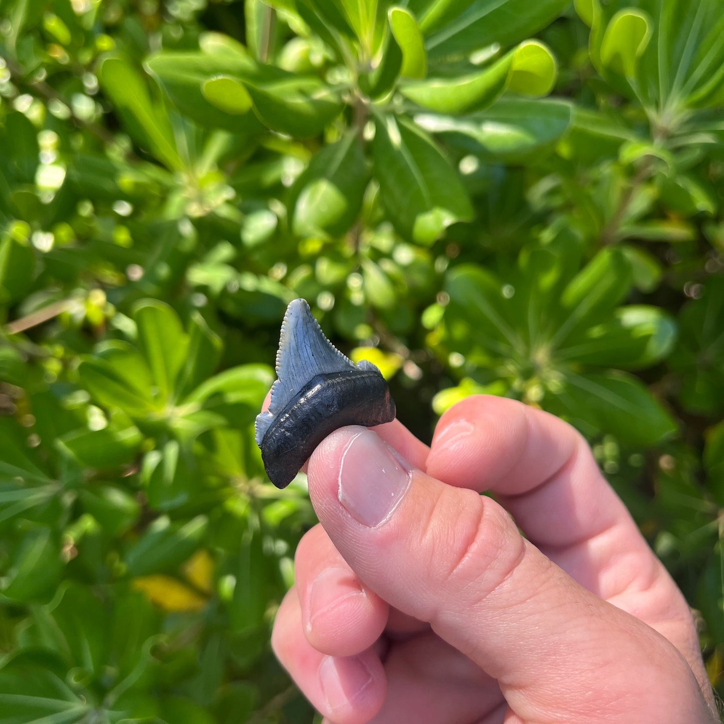 Authentic Chubutensis Shark Tooth | 1.29” x 1.03” NC Fossil