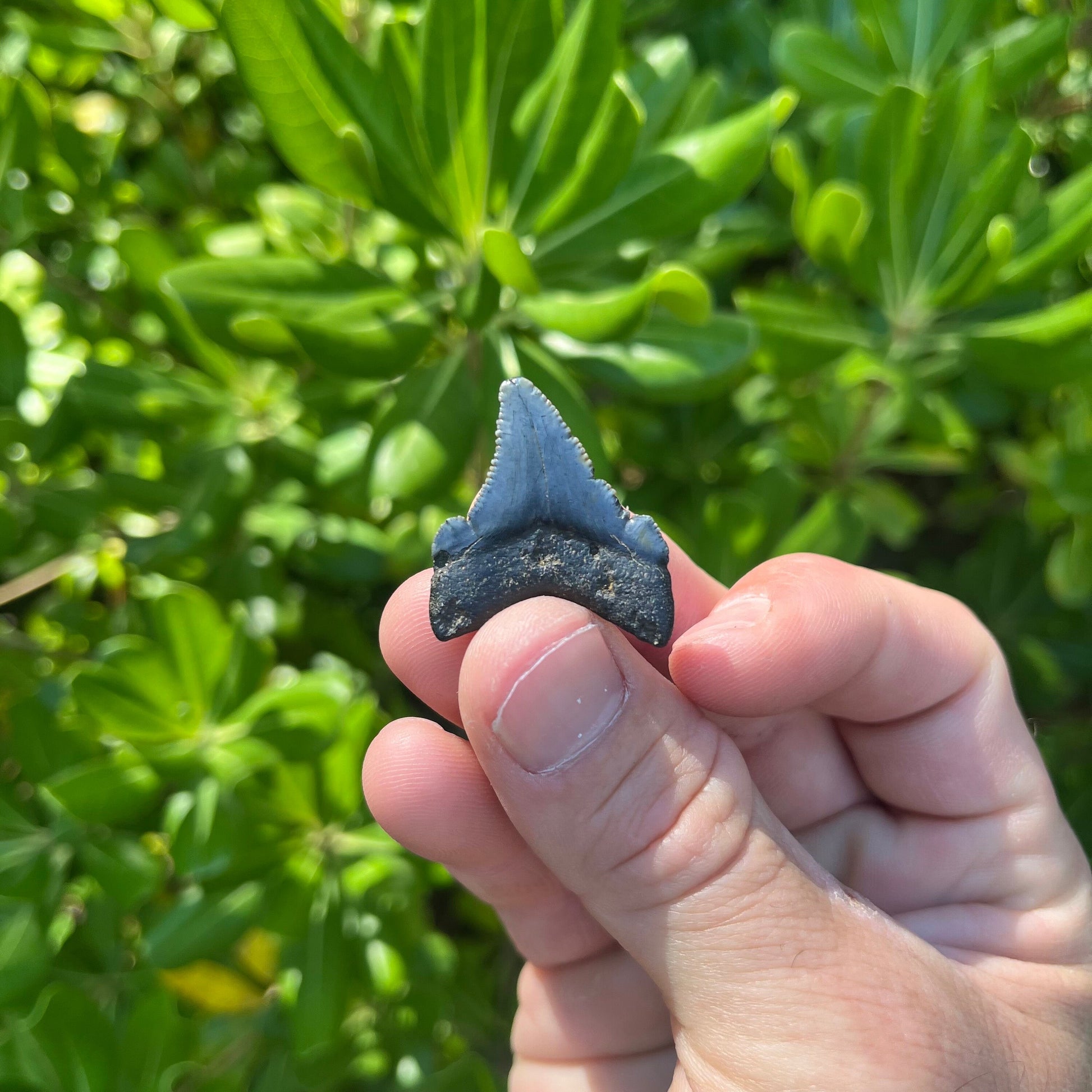 Authentic Chubutensis Shark Tooth | 1.29” x 1.03” NC Fossil