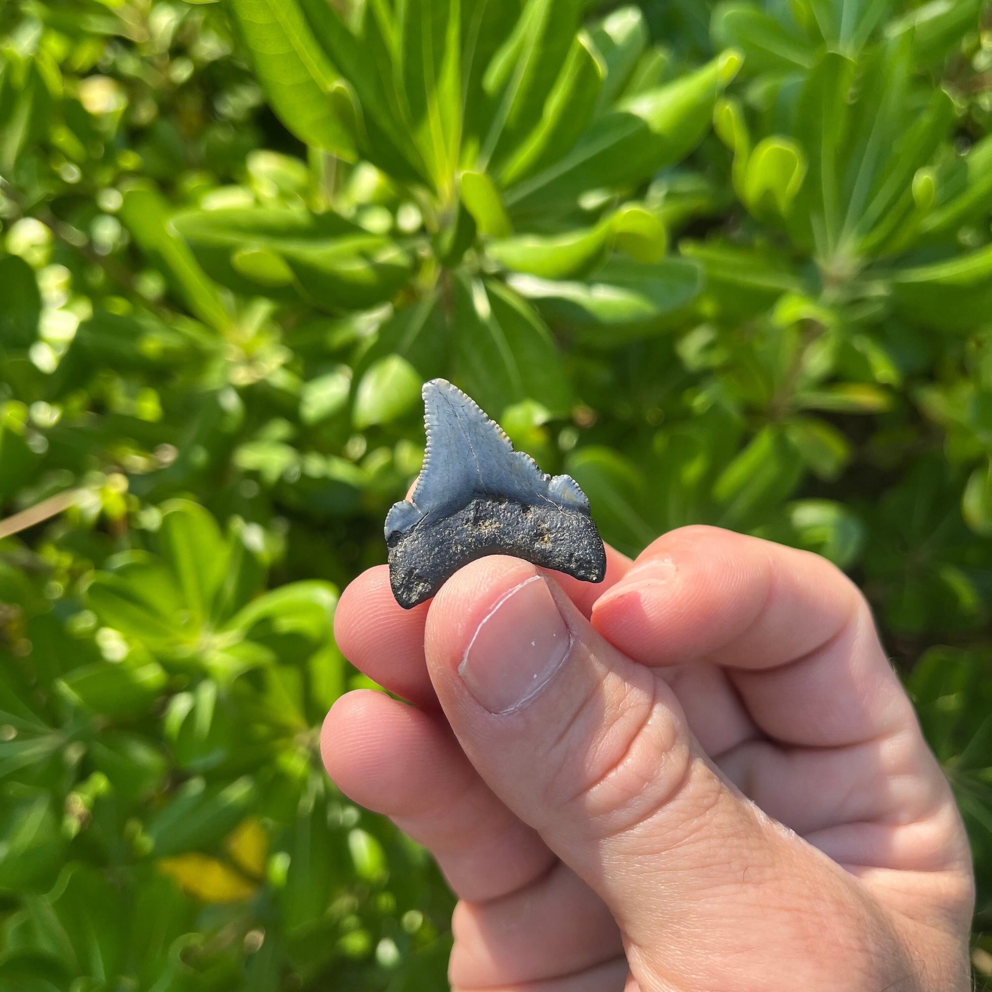 Authentic Chubutensis Shark Tooth | 1.29” x 1.03” NC Fossil