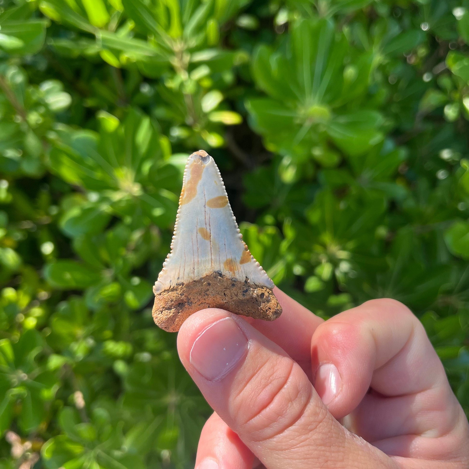 Authentic Great White Shark Tooth!