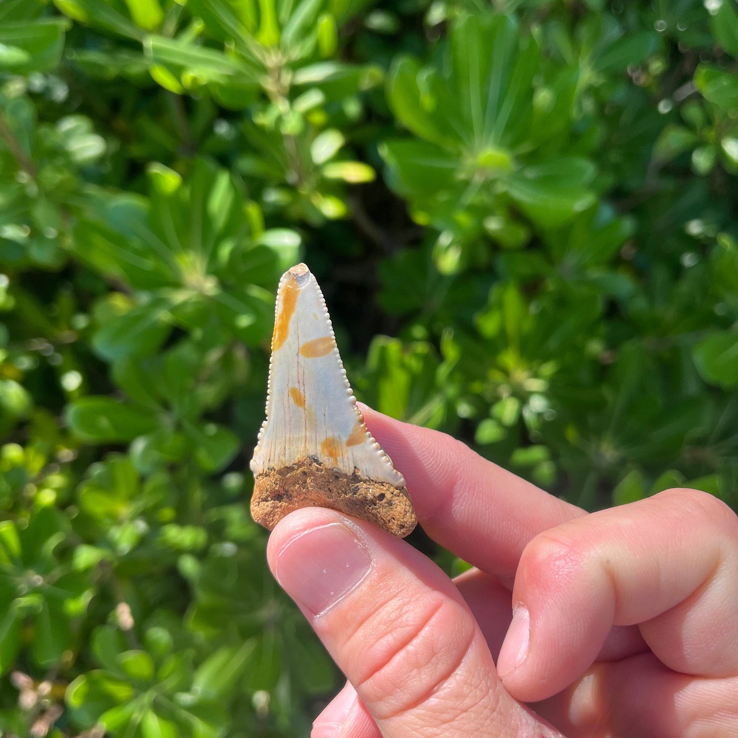 Authentic Great White Shark Tooth!