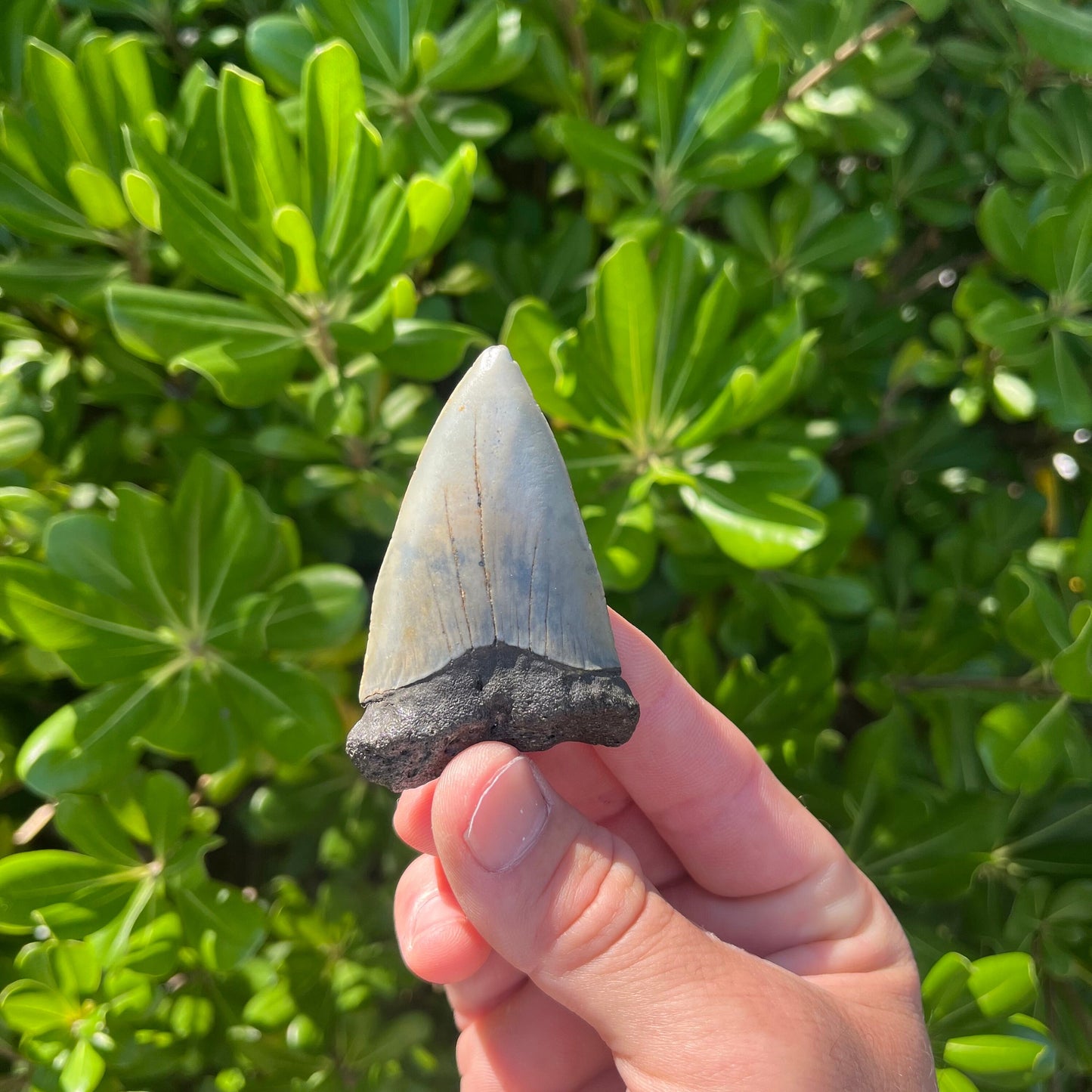 Authentic Mako Shark Tooth Fossil |