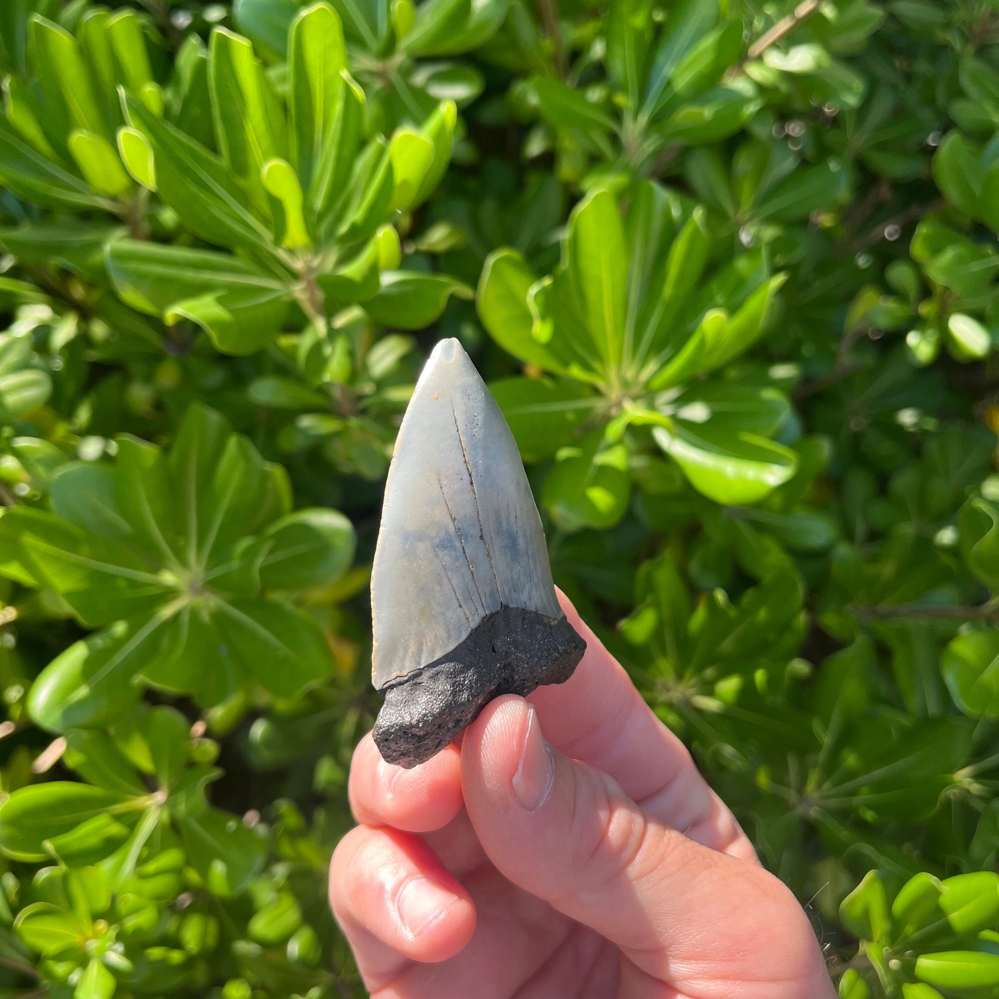 Authentic Mako Shark Tooth Fossil |