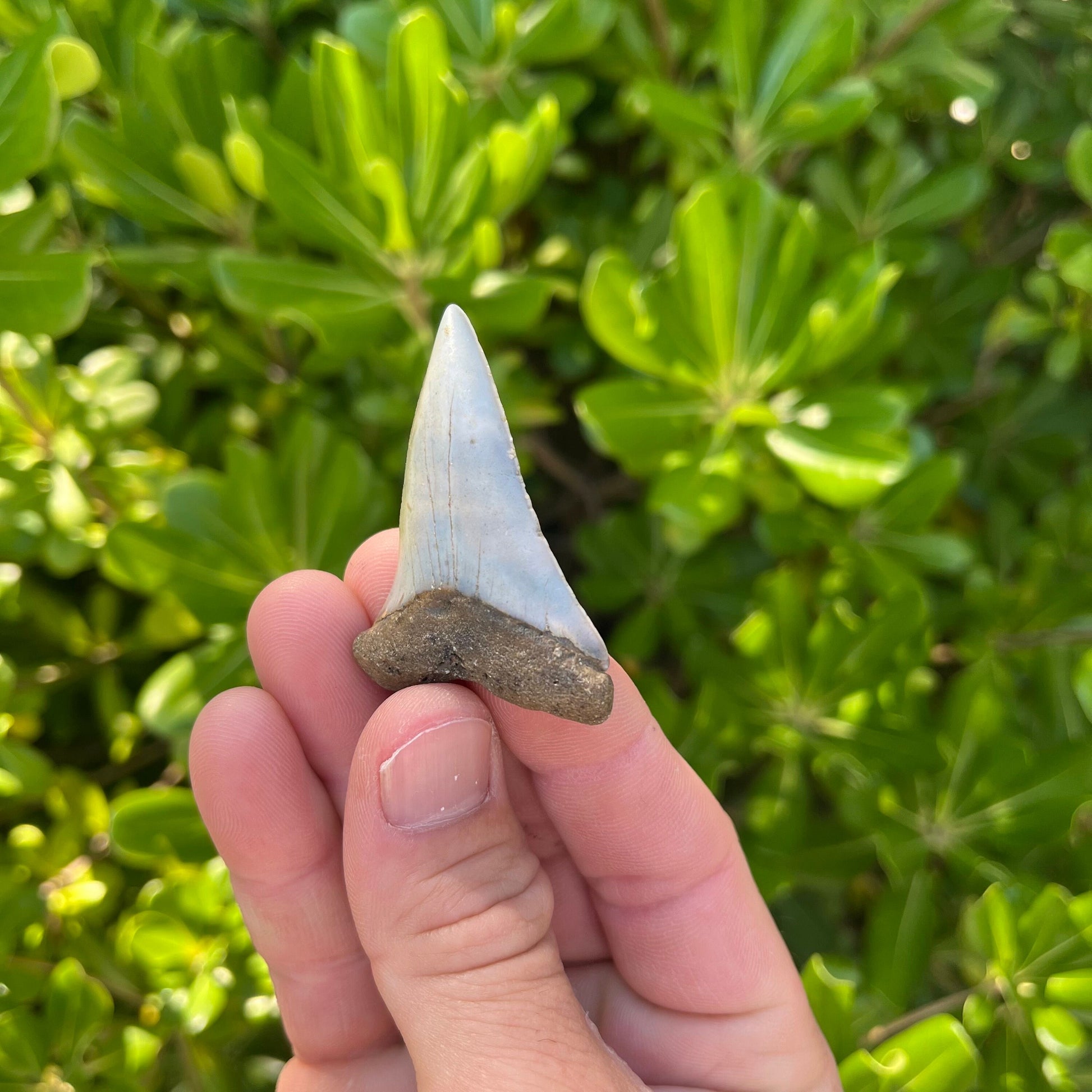 Authentic Mako Shark Tooth Fossil |