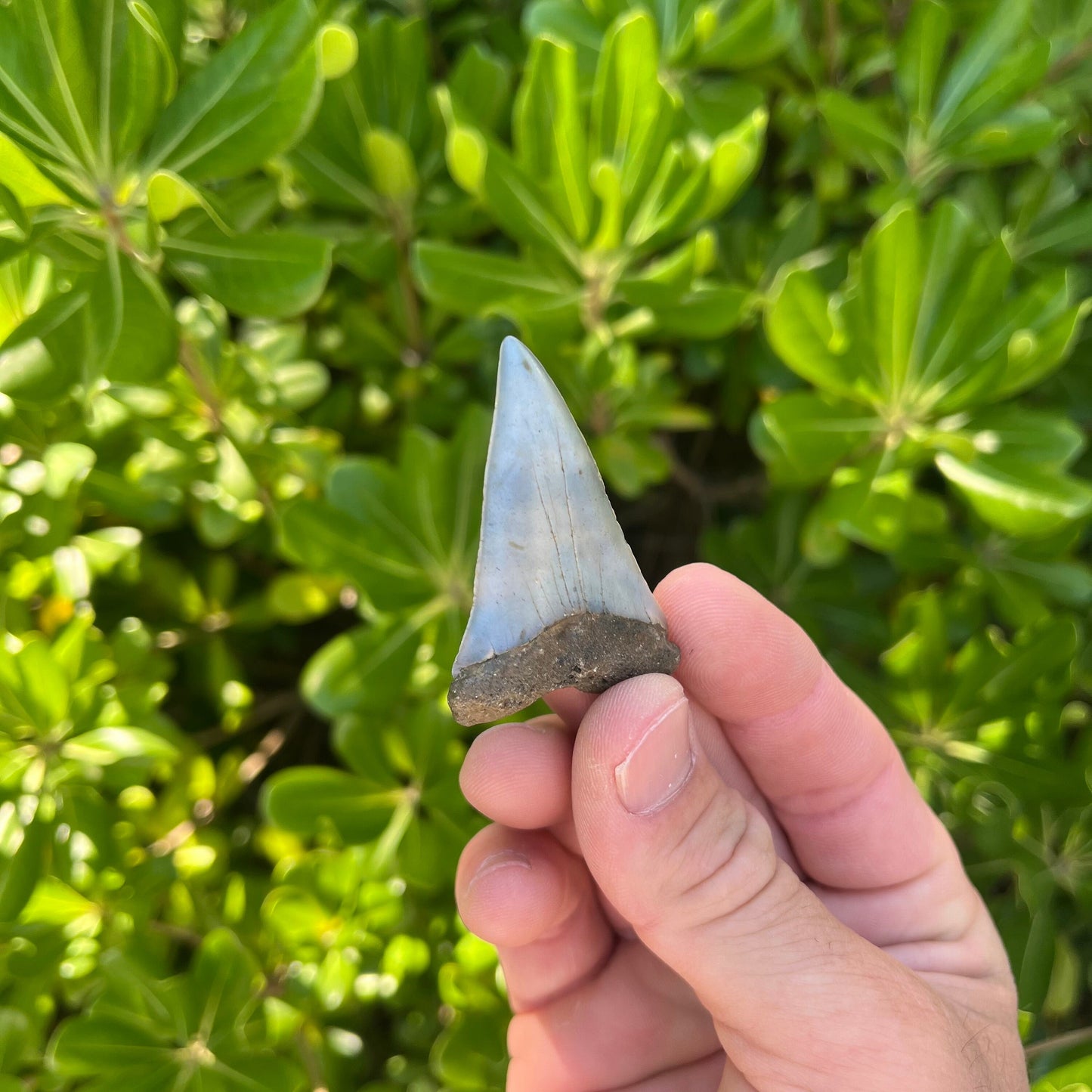 Authentic Mako Shark Tooth Fossil |