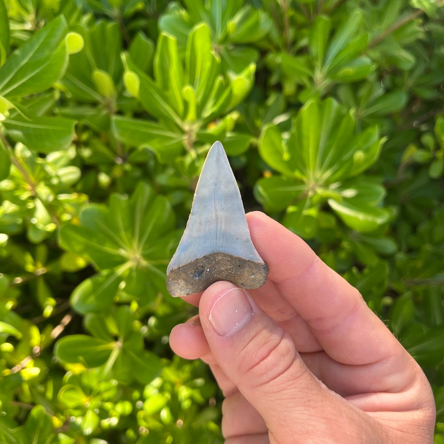 Authentic Mako Shark Tooth Fossil |