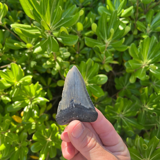 Authentic Great White Shark Tooth!