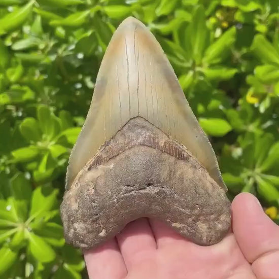 Megalodon Shark Tooth | 4.75” Authentic Fossil Tooth