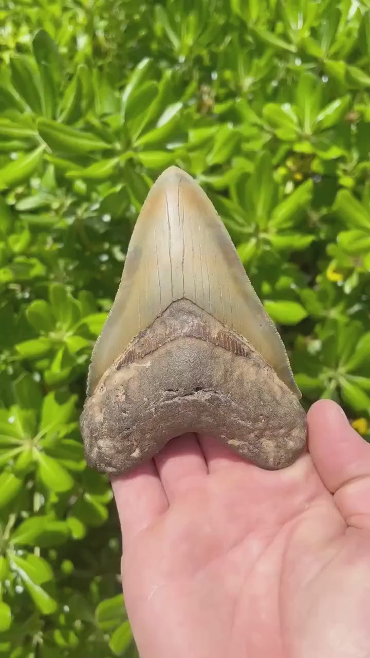 Megalodon Shark Tooth | 4.75” Authentic Fossil Tooth